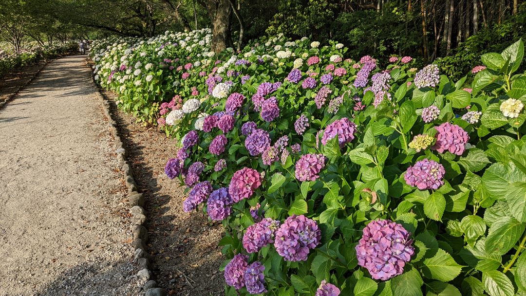 のいち あじさい街道 高知県香南市野市 Hydrangea