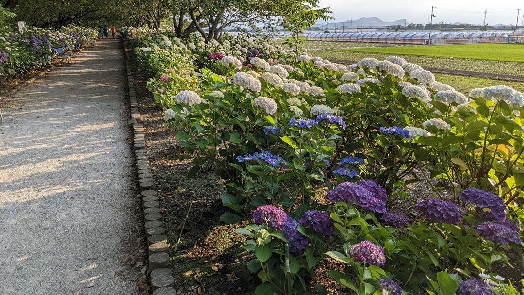 のいち あじさい街道 高知県香南市野市 Hydrangea