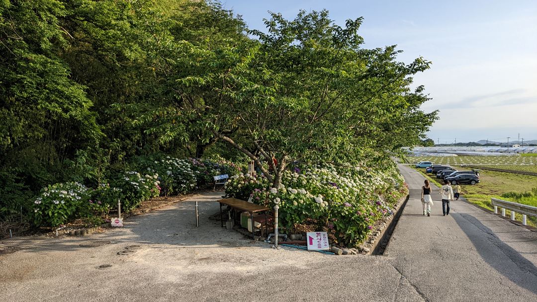 のいち あじさい街道 高知県香南市野市 Hydrangea