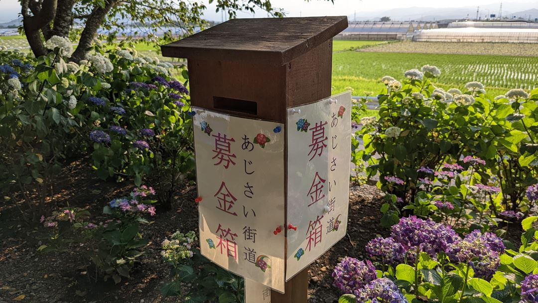 のいち あじさい街道 高知県香南市野市 Hydrangea