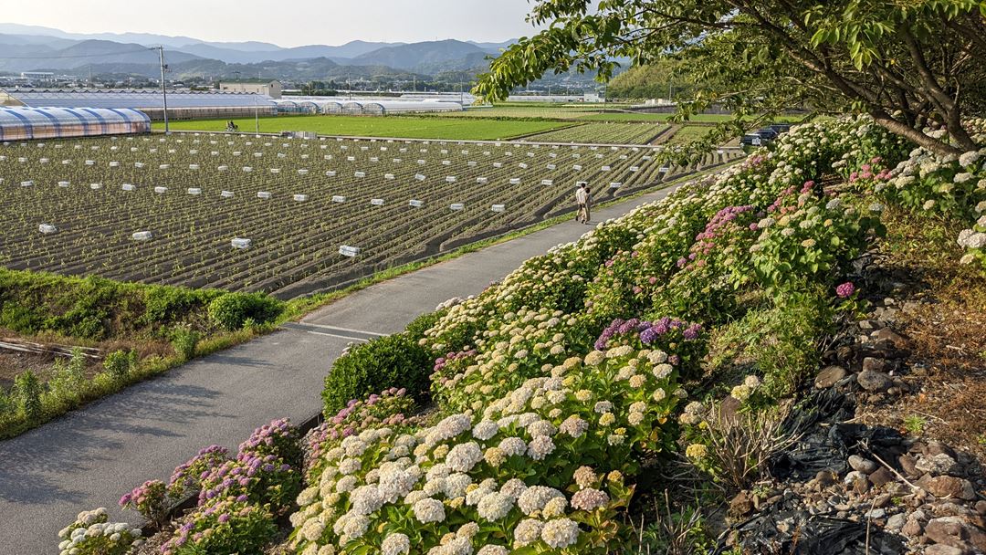 のいち あじさい街道 高知県香南市野市 Hydrangea