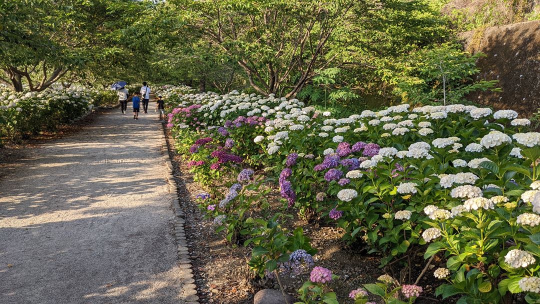 のいち あじさい街道 高知県香南市野市 Hydrangea