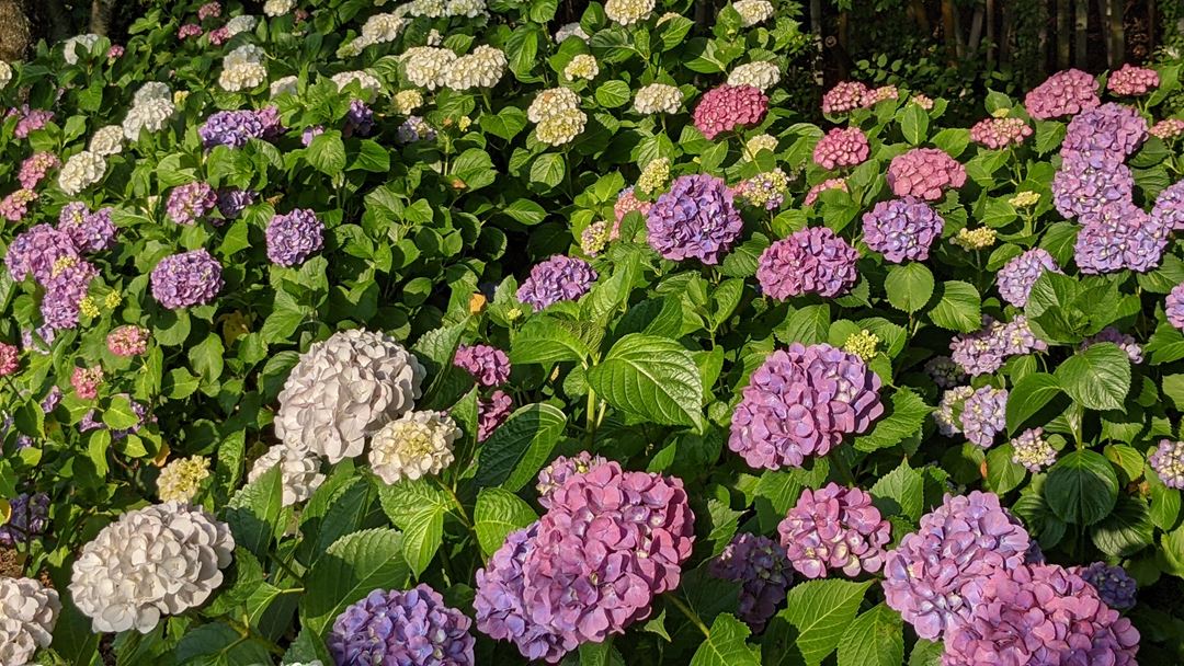 のいち あじさい街道 高知県香南市野市 Hydrangea