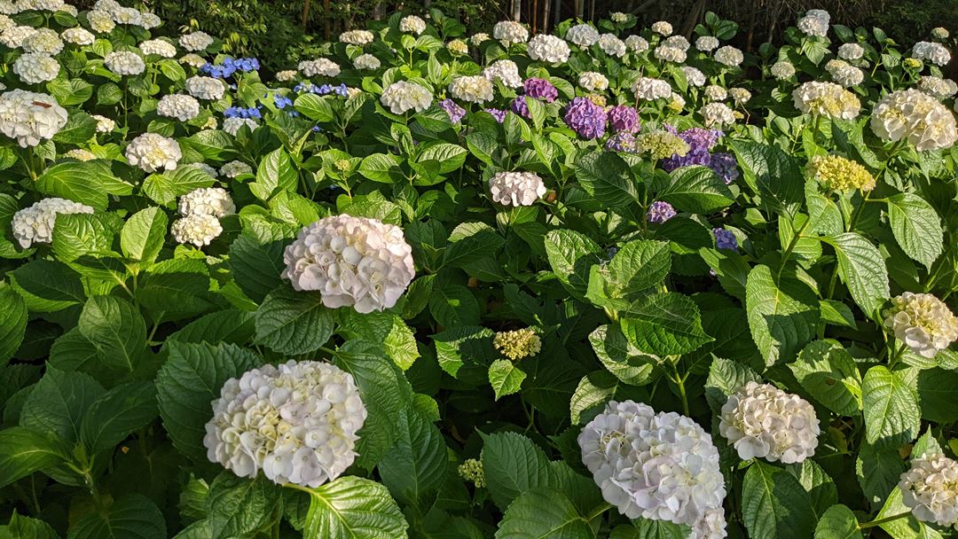 のいち あじさい街道 高知県香南市野市 Hydrangea