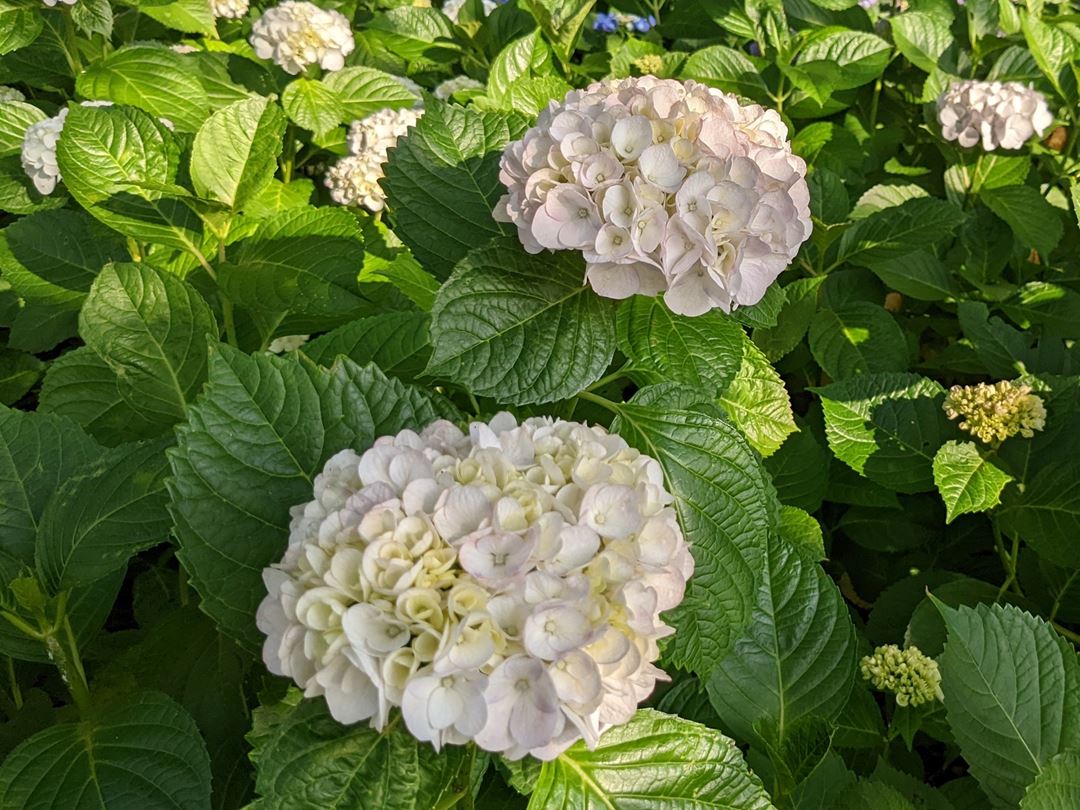 のいち あじさい街道 高知県香南市野市 Hydrangea