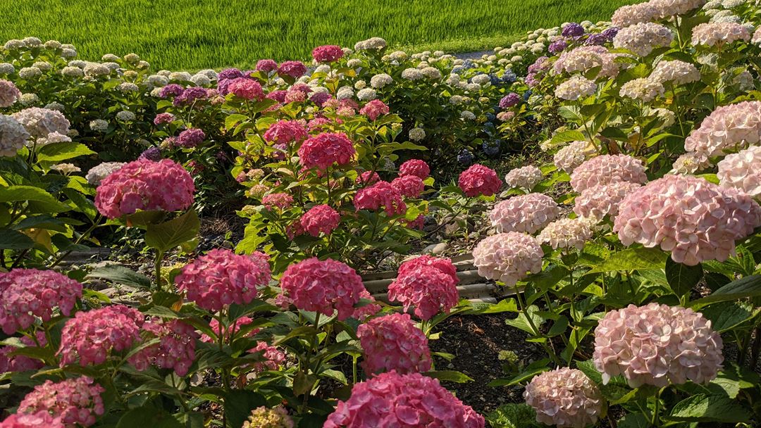 のいち あじさい街道 高知県香南市野市 Hydrangea