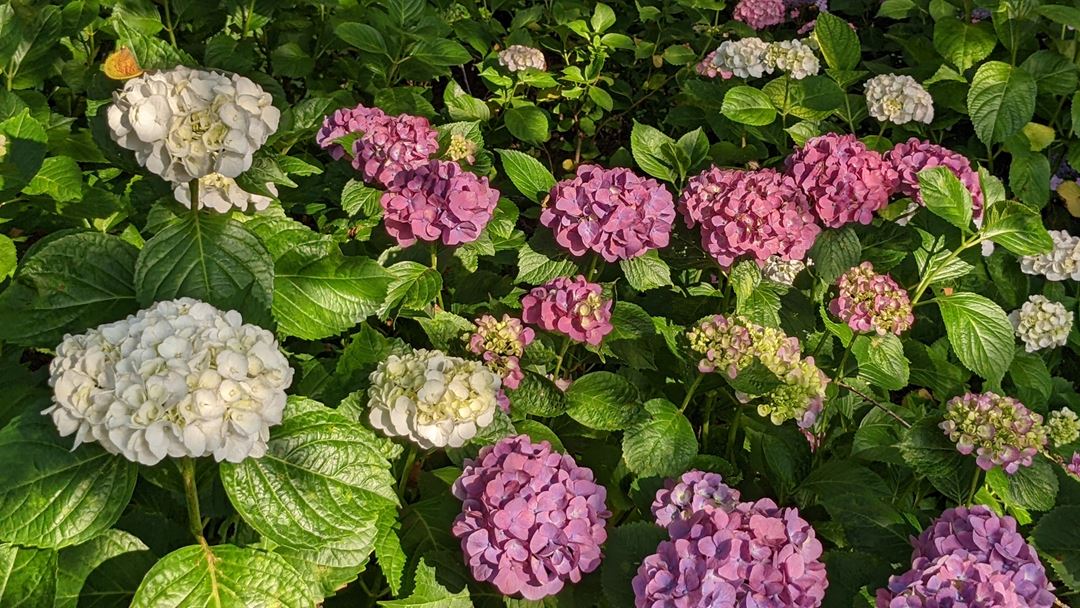 のいち あじさい街道 高知県香南市野市 Hydrangea