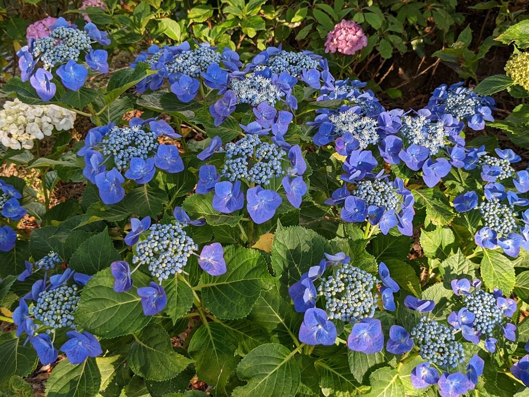 のいち あじさい街道 高知県香南市野市 Hydrangea