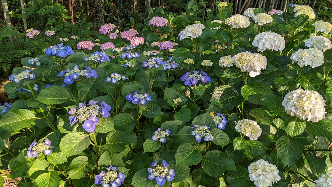 のいち あじさい街道 高知県香南市野市 Hydrangea