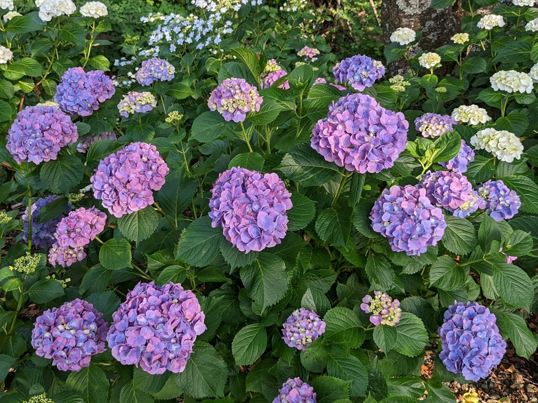 のいち あじさい街道 高知県香南市野市 Hydrangea