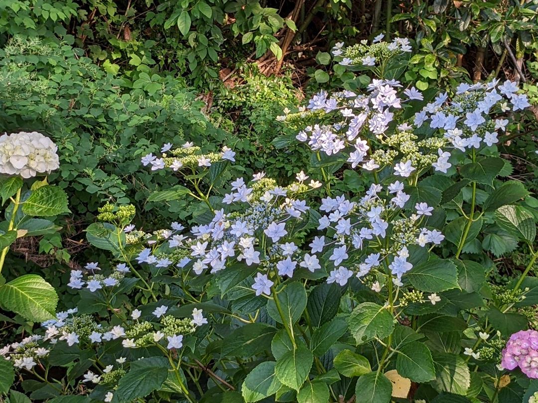 のいち あじさい街道 高知県香南市野市 Hydrangea