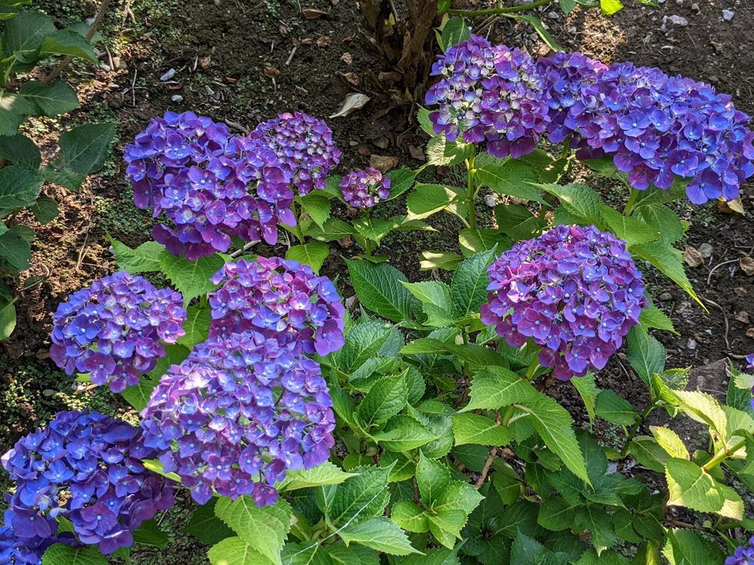 のいち あじさい街道 高知県香南市野市 Hydrangea