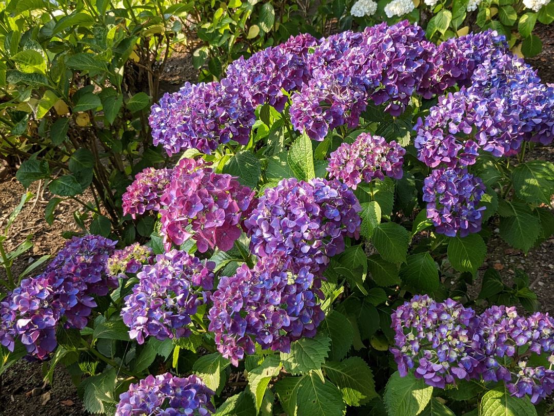 のいち あじさい街道 高知県香南市野市 Hydrangea