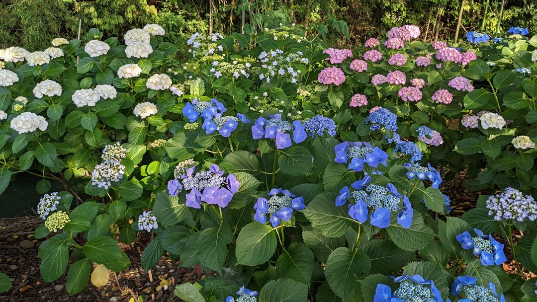 のいち あじさい街道 高知県香南市野市 Hydrangea