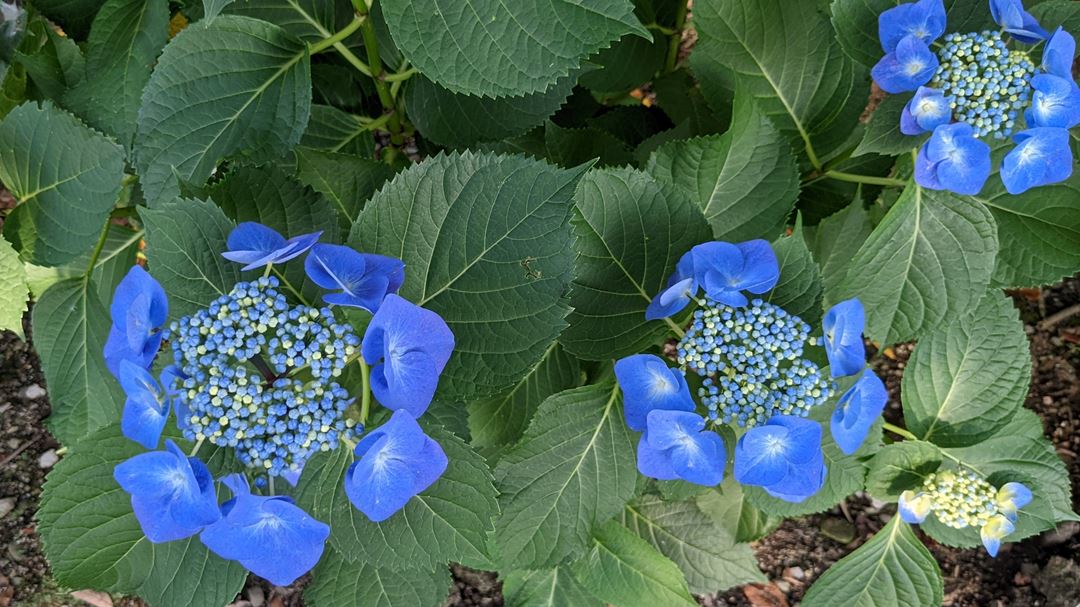 のいち あじさい街道 高知県香南市野市 Hydrangea