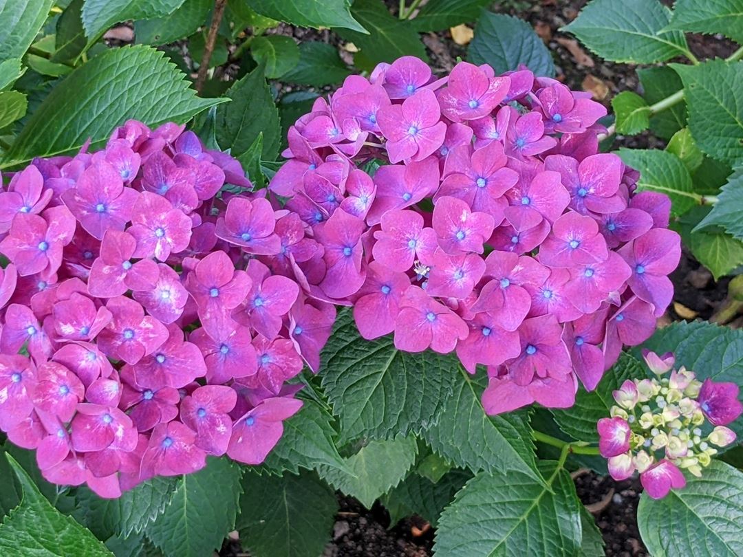 のいち あじさい街道 高知県香南市野市 Hydrangea