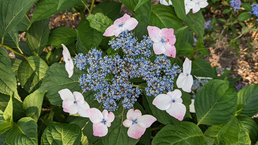 のいち あじさい街道 高知県香南市野市 Hydrangea