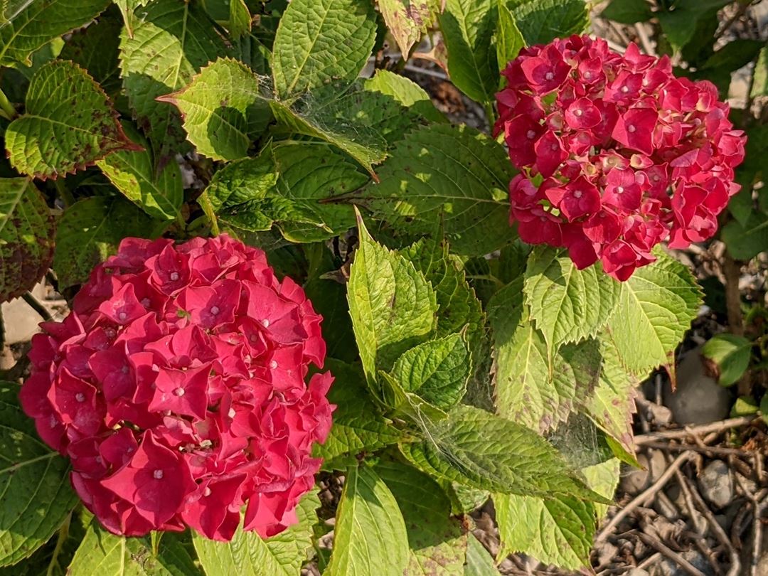 のいち あじさい街道 高知県香南市野市 Hydrangea