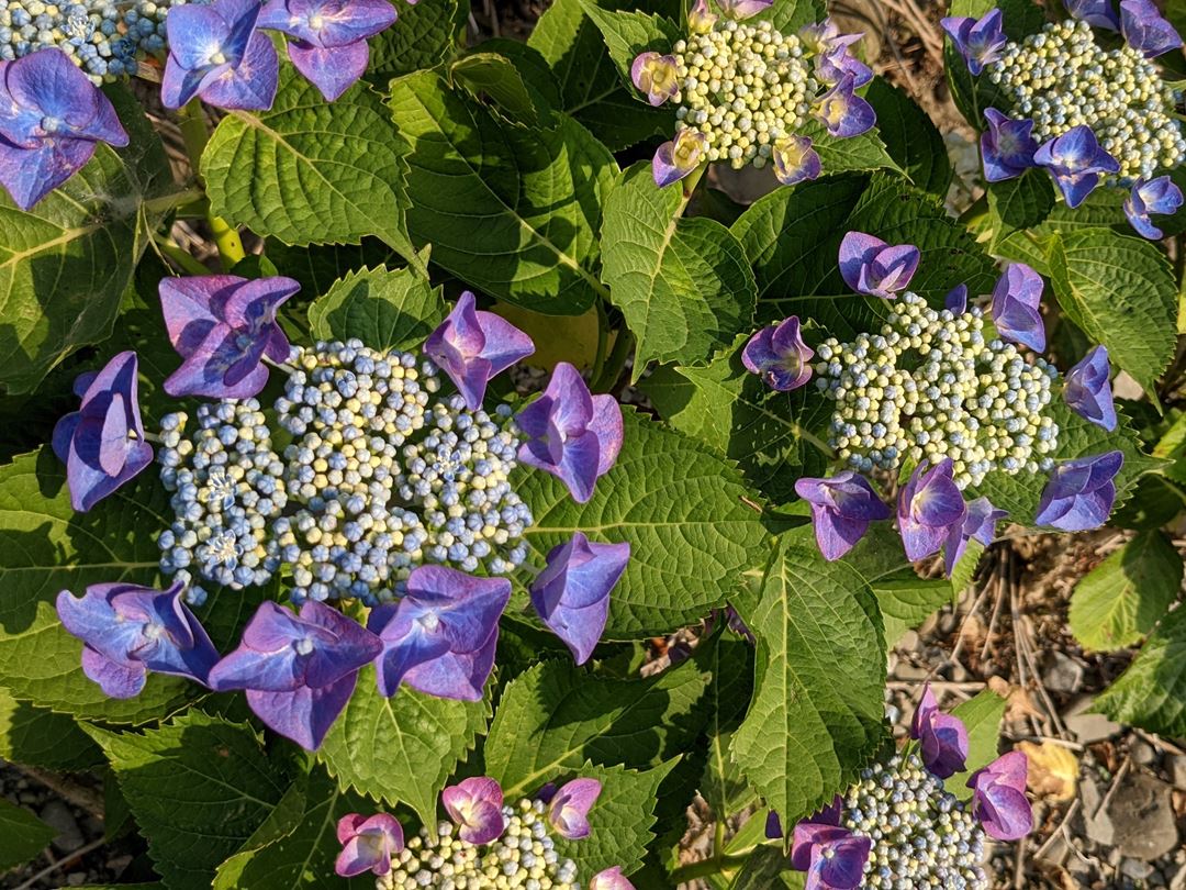 のいち あじさい街道 高知県香南市野市 Hydrangea