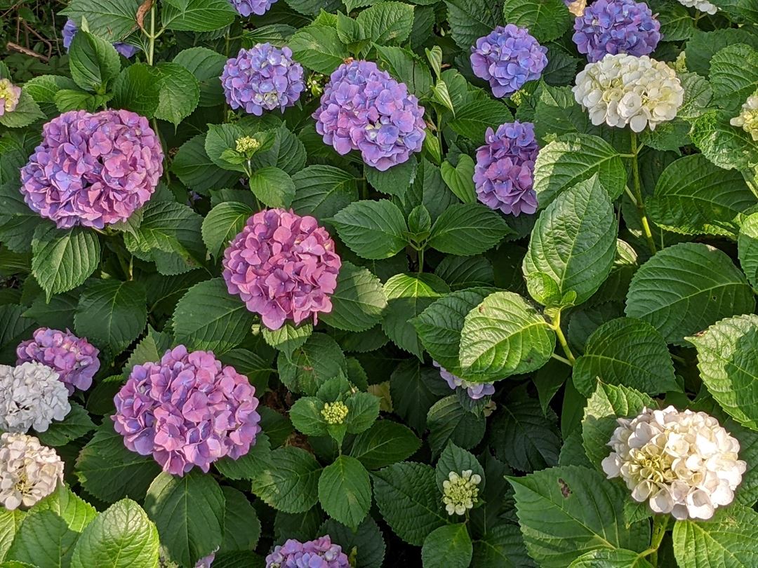 のいち あじさい街道 高知県香南市野市 Hydrangea