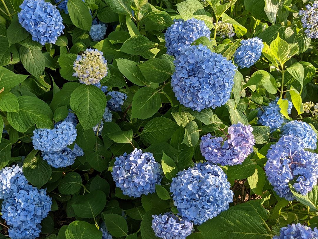 のいち あじさい街道 高知県香南市野市 Hydrangea