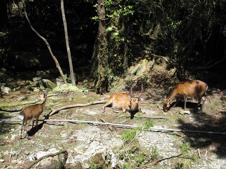 Yakushima Island National Park, World Natural Heritage in Japan 世界自然遺産 屋久島