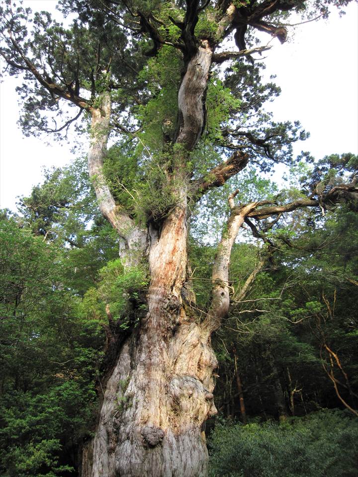 Yakushima Island National Park, World Natural Heritage in Japan 世界自然遺産 屋久島