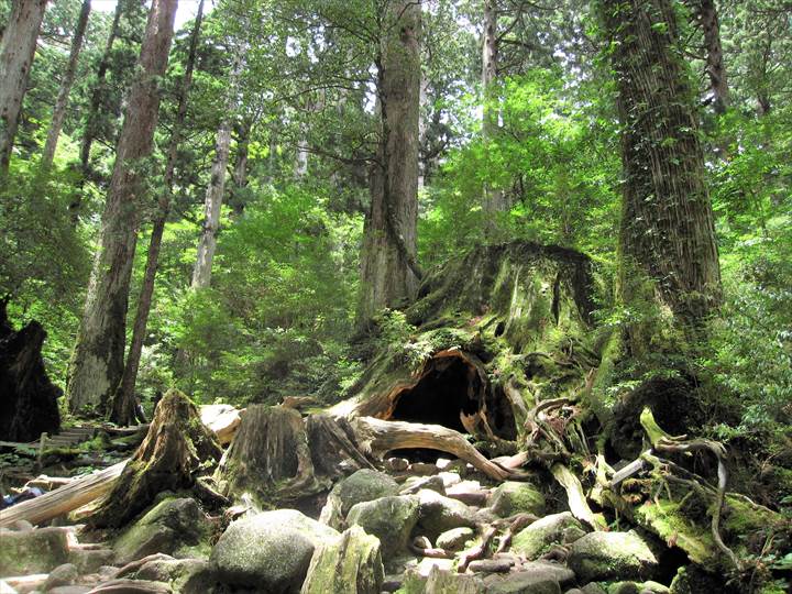 Yakushima Island National Park, World Natural Heritage in Japan 世界自然遺産 屋久島