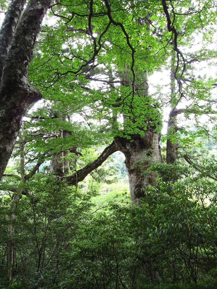 Yakushima Island National Park, World Natural Heritage in Japan 世界自然遺産 屋久島