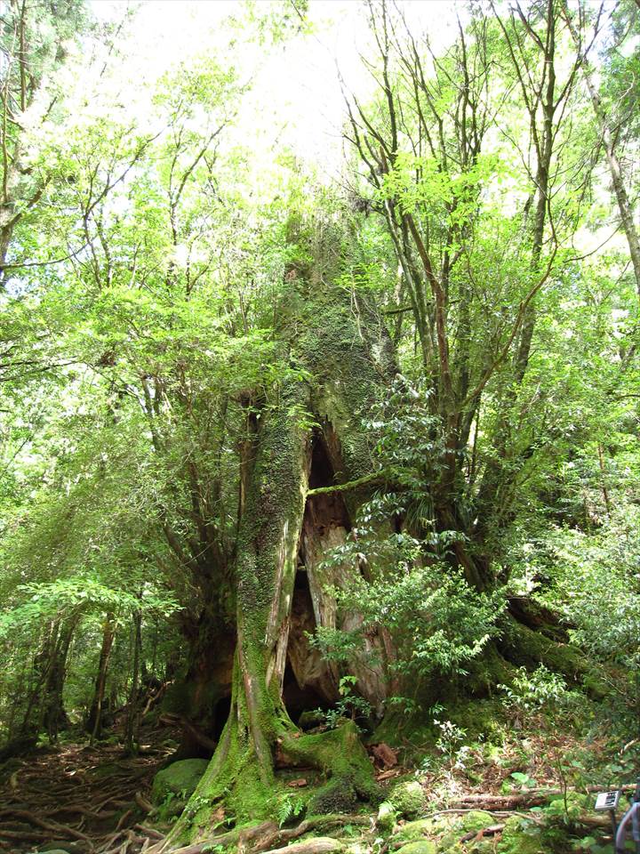 Yakushima Island National Park, World Natural Heritage in Japan 世界自然遺産 屋久島