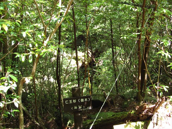 Yakushima Island National Park, World Natural Heritage in Japan 世界自然遺産 屋久島