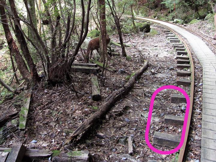 Yakushima Island National Park, World Natural Heritage in Japan 世界自然遺産 屋久島