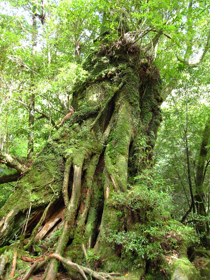 Yakushima Island National Park, World Natural Heritage in Japan 世界自然遺産 屋久島