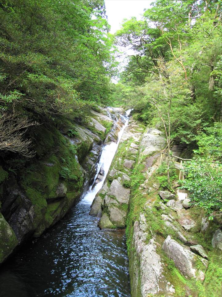 Yakushima83Yakushima Island National Park, World Natural Heritage in Japan 世界自然遺産 屋久島