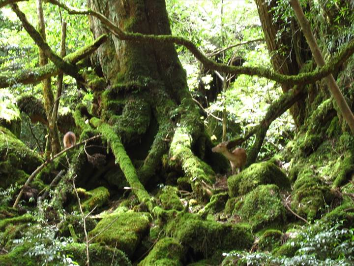 Yakushima83Yakushima Island National Park, World Natural Heritage in Japan 世界自然遺産 屋久島