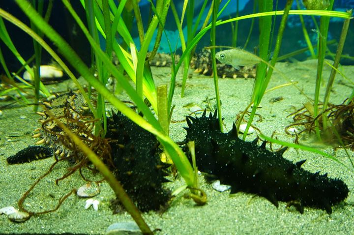 Sea Cucumber (Apostichopus armata) マナマコ 真海鼠 - 足立区生物園 Adachi Park of Living Things