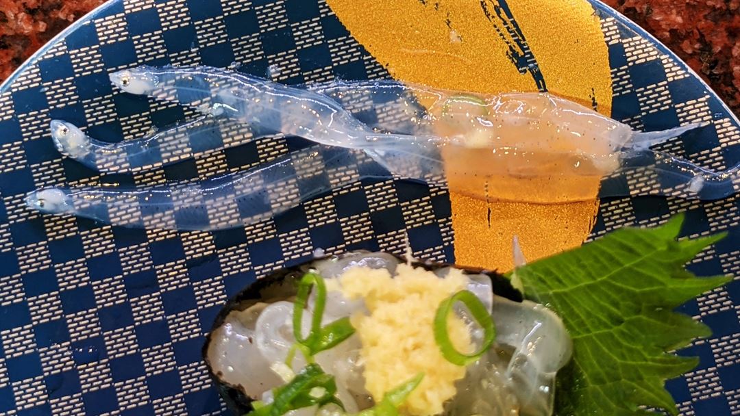 Baby Conger Eel のれそれ軍艦 - Sushi CHOUSHIMARU すし 銚子丸 - 回転寿司 鮨