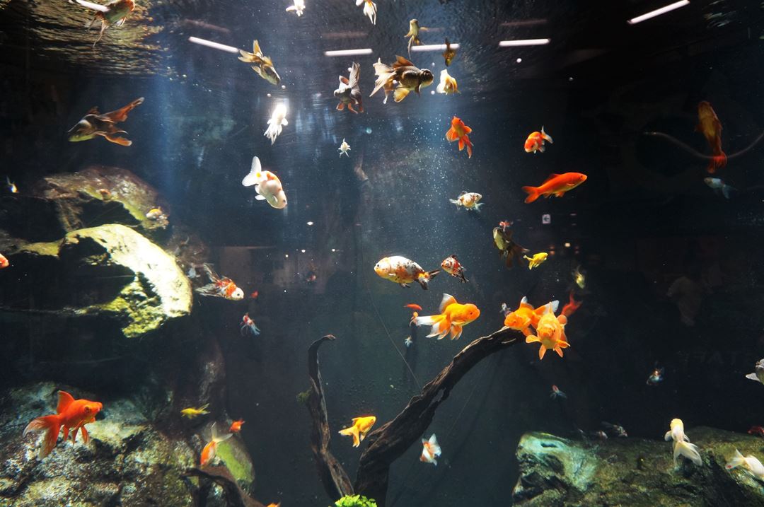 東京 足立区生物園 Adachi Park of Living Things 金魚