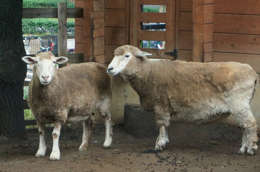 東京 足立区生物園 Adachi Park of Living Things 羊