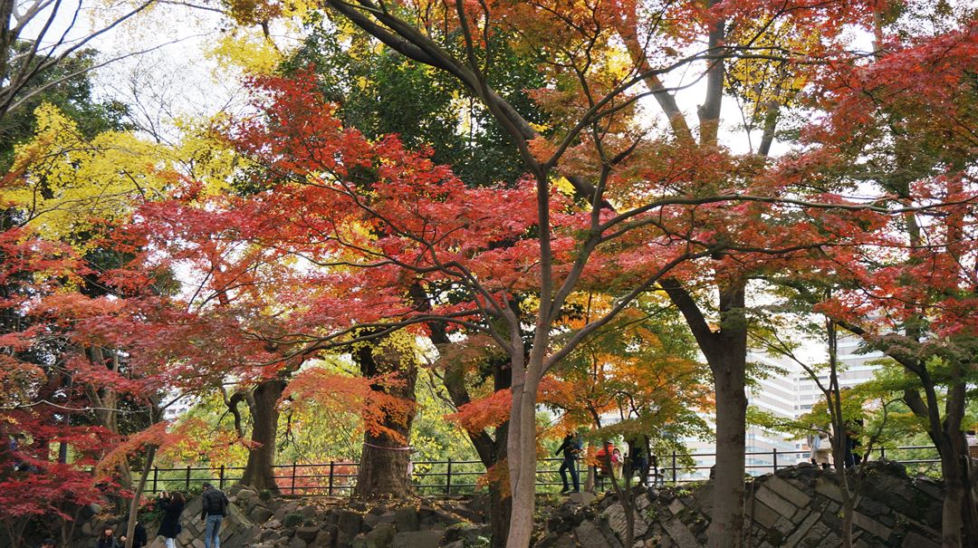 日比谷公園 紅葉 Hibiya Park