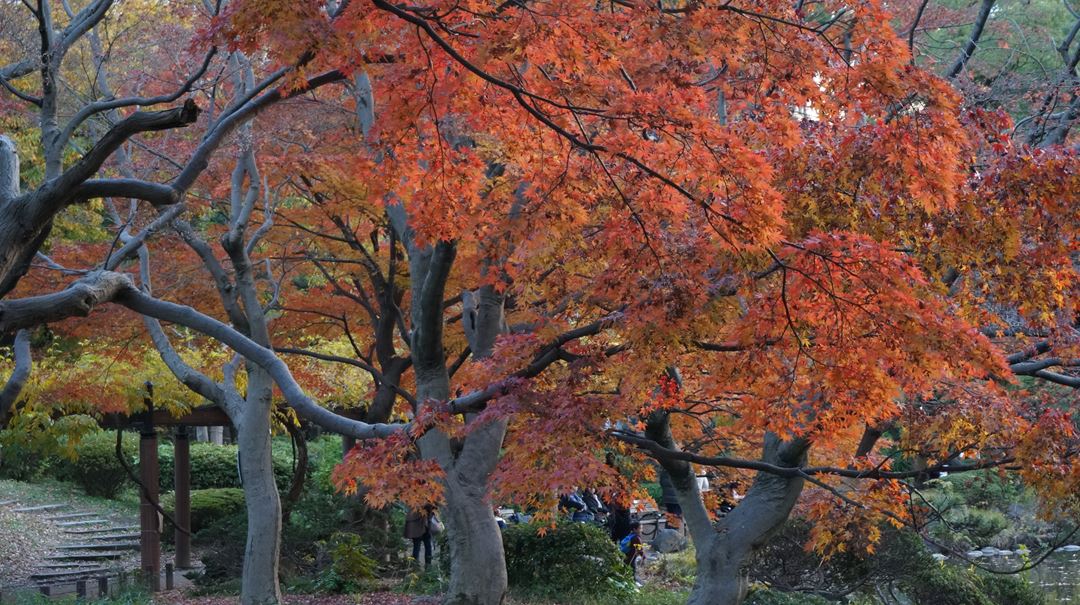日比谷公園 紅葉 Hibiya Park