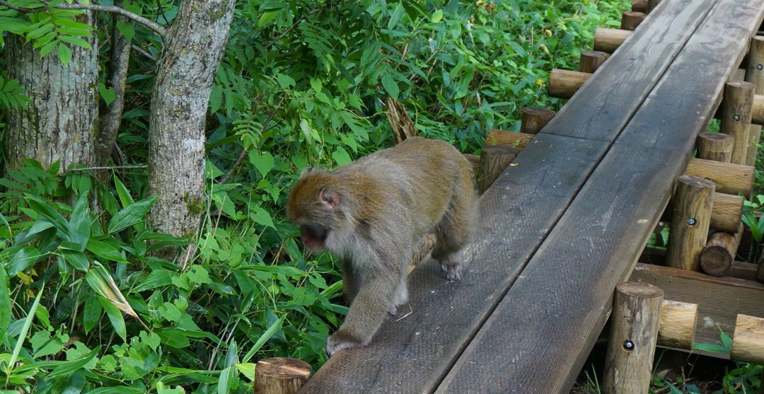 上高地 岳沢湿原 サル - Japanese Macaque (Monkey) - Dakesawa Marsh Kamikochi