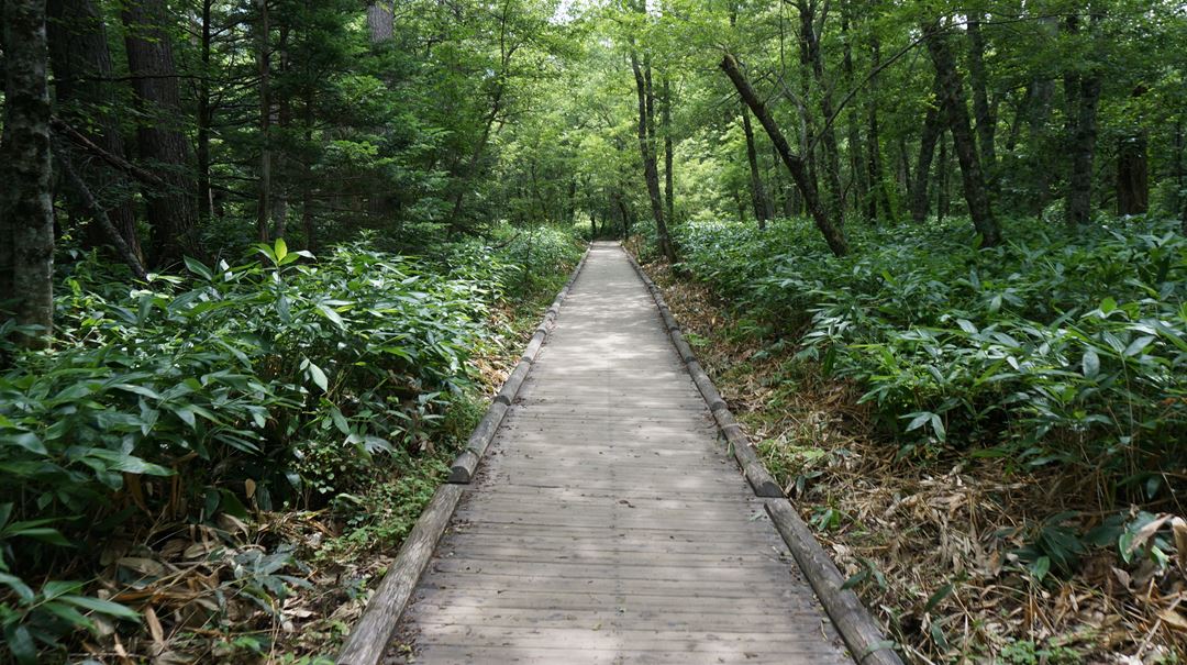 上高地 自然研究路 Kamikochi Nature Trail