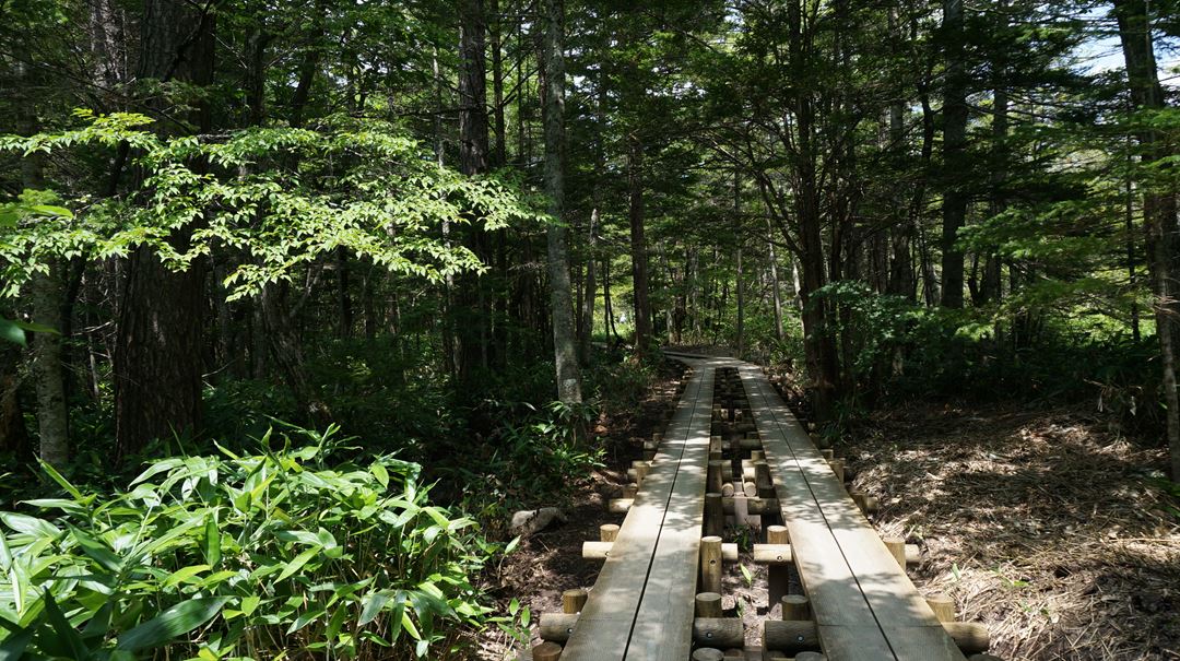 上高地 自然研究路 Kamikochi Nature Trail