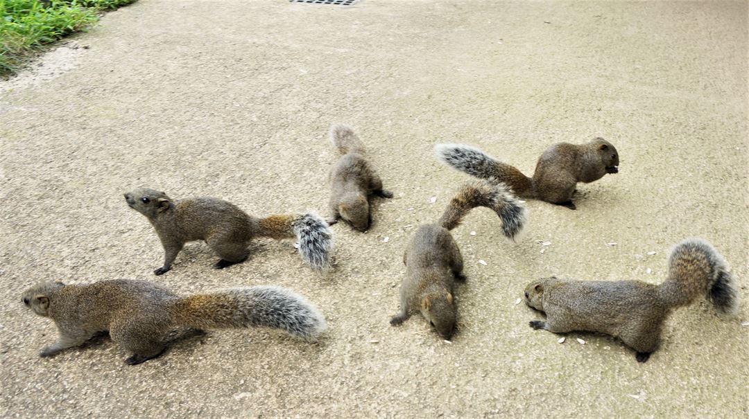 東京都町田市 まちだリス園 Machida Squirrel Garden in Tokyo