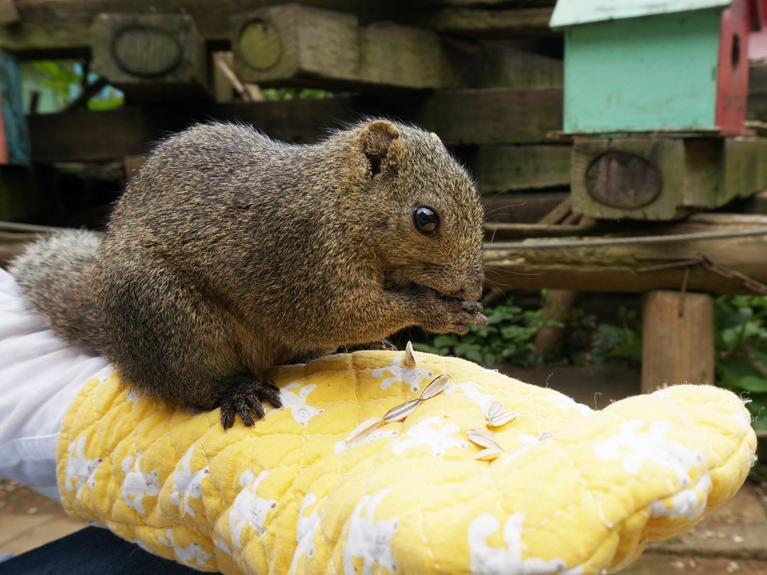 東京都町田市 まちだリス園 Machida Squirrel Garden in Tokyo