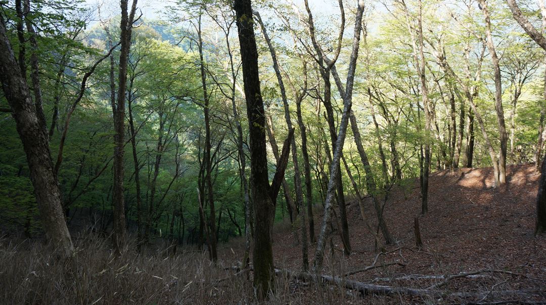 雲取山 三峯神社 登山 ハイキング Mt. Kumotoriyama Mitsumine Shrine