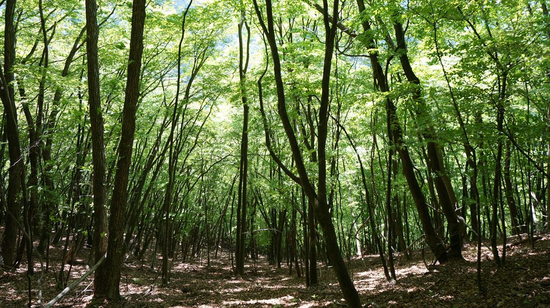 雲取山 三峯神社 登山 ハイキング Mt. Kumotoriyama Mitsumine Shrine