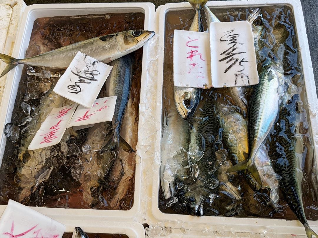 寺尾鮮魚店 仕出し 惣菜 魚屋 高知県安芸市