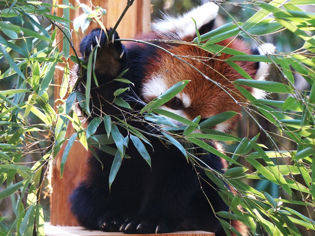 レッサーパンダ のいち動物公園 高知県香南市野市町 Noichi Zoological Park